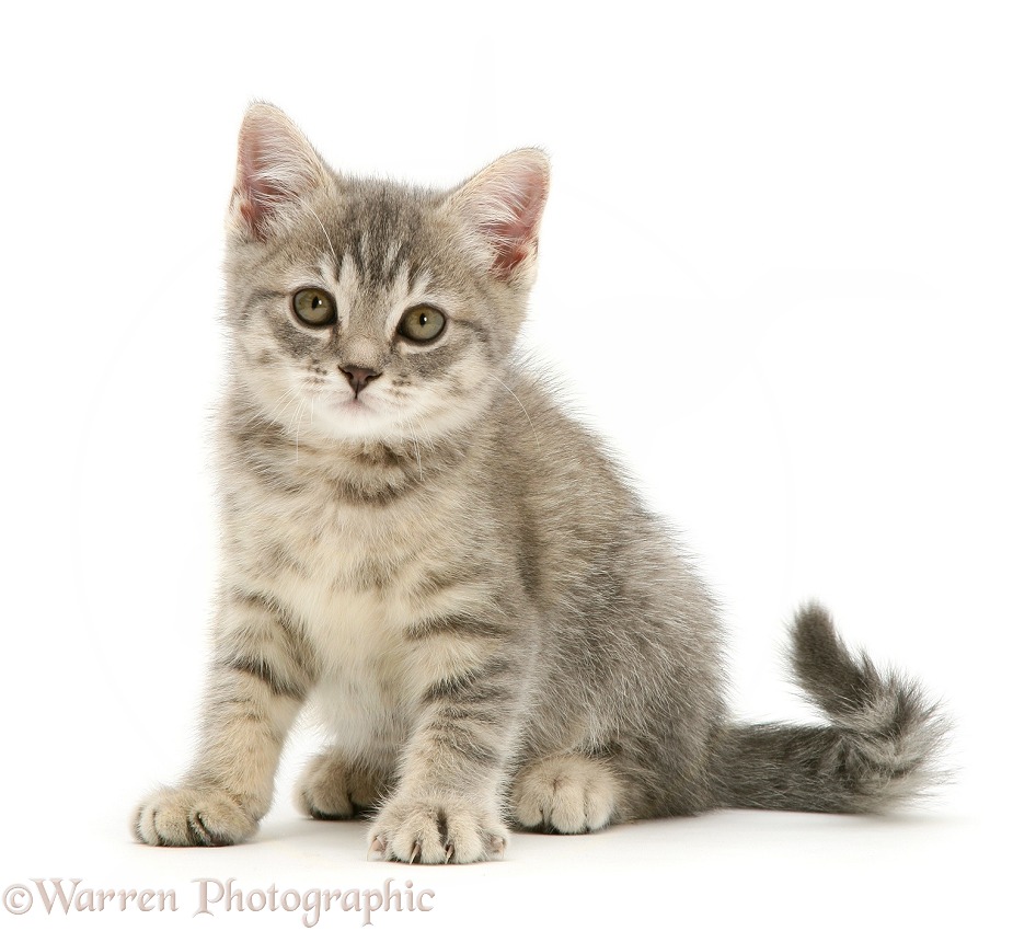 Grey tabby kitten sitting, white background