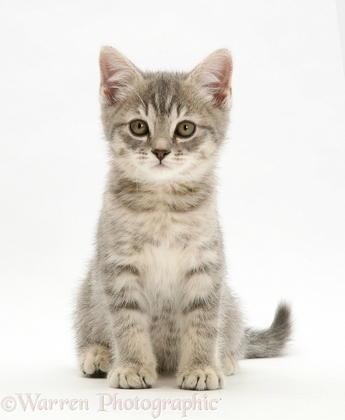Grey tabby kitten sitting, white background