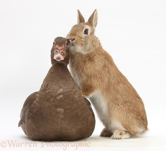 Chocolate Muscovy Duck and Netherland Dwarf-cross rabbit, white background