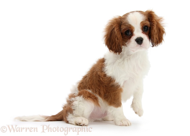 Blenheim Cavalier King Charles Spaniel pup, Harvey, 11 weeks old, white background