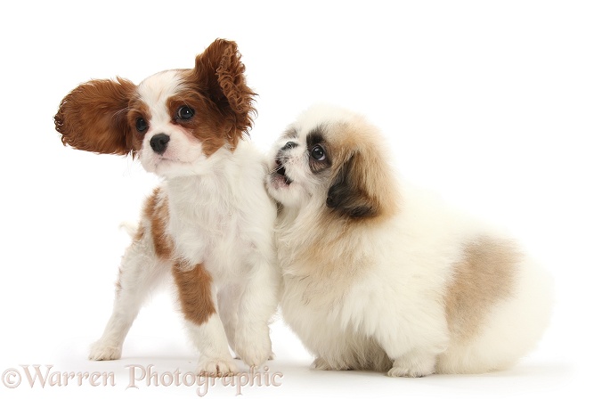 Blenheim Cavalier King Charles Spaniel pup, Harvey, 11 weeks old, playing with Parti colour Pekingese pup, Kiki, also 11 weeks old, white background