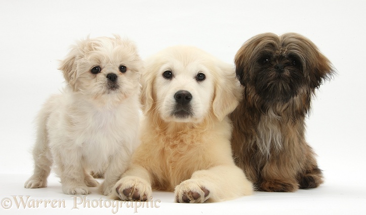 Golden Retriever pup, Daisy, 16 weeks old, with cream Shih-tzu pup, Lilly, 7 weeks old, and brown Shih-tzu, Coco, 5 months old, white background
