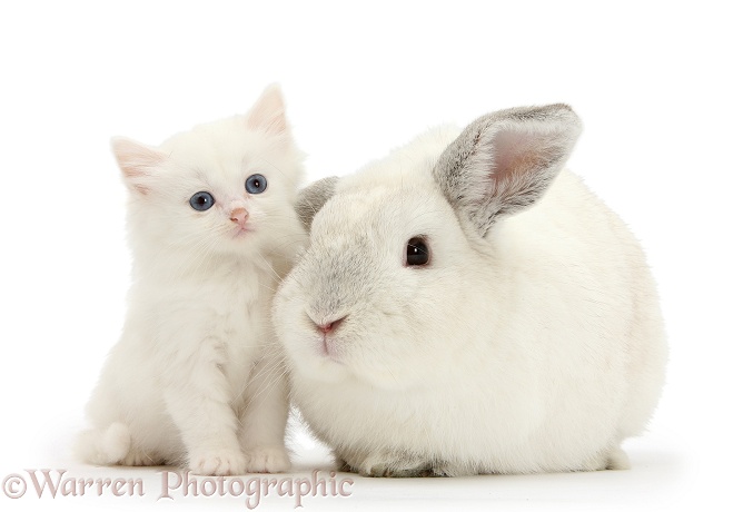White rabbit and white Maine Coon-cross kitten, 7 weeks old, white background