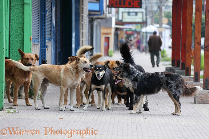 'Bitch run' - Pack of street dogs following after a bitch on heat.  Coyhaique, Chile