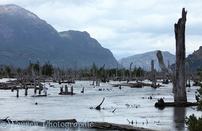 Drowned forest - The course of a river has changed, flooding a section of forest, killing the trees.  Chile