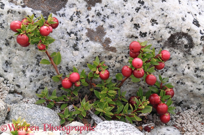 Prickly Heath (Gaultheria mucronata) berries