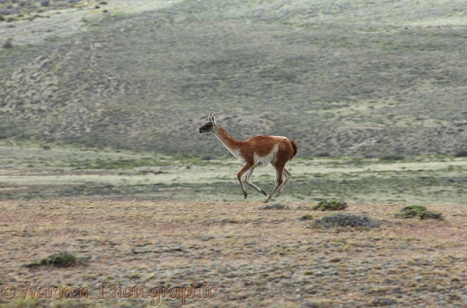 Guanaco (Lama guanicoe) on the run.  South America