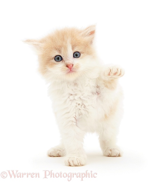 Ginger-and-white Persian-cross kitten, white background