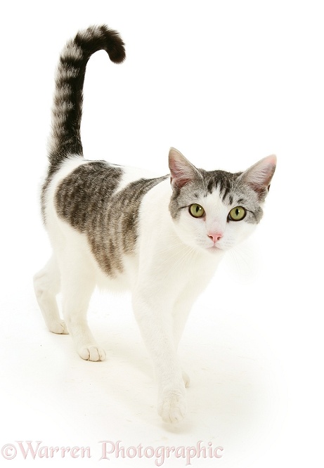 Silver Tabby-and-white cat walking, white background