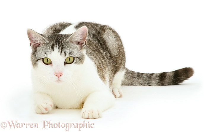 Silver Tabby-and-white cat, white background