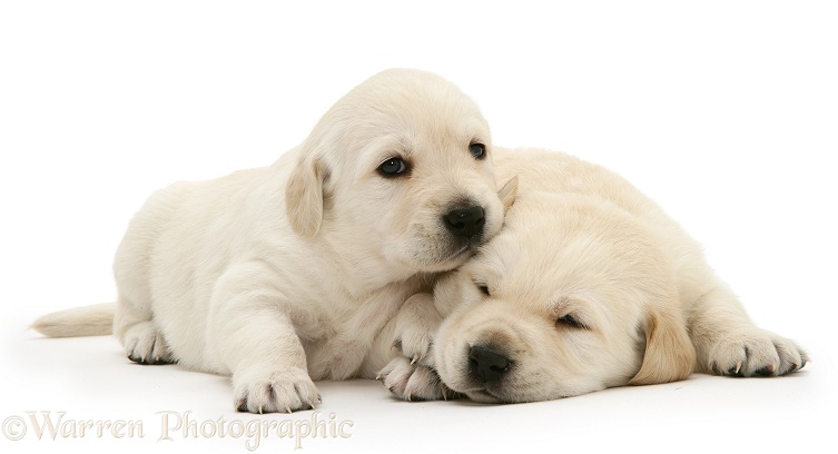 Sleepy Yellow Goldador Retriever pups, white background