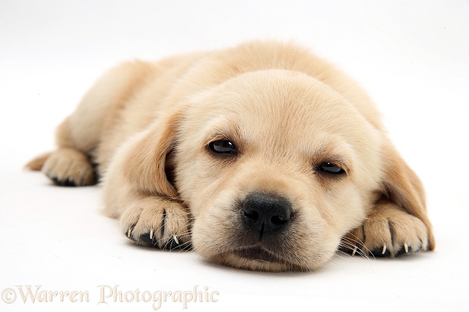 Sleepy Retriever-cross pup, white background