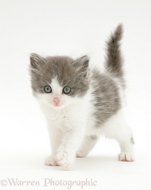 Fluffy grey-and-white kitten, white background