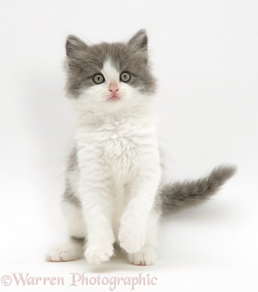 Fluffy grey-and-white kitten, white background