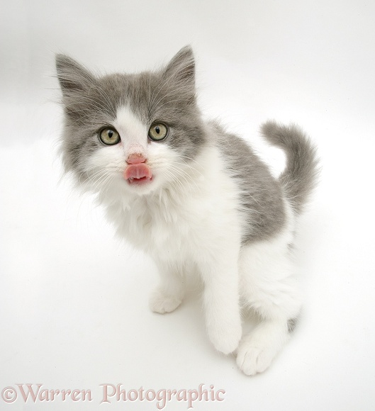 Grey-and-white kitten, licking its lips, white background