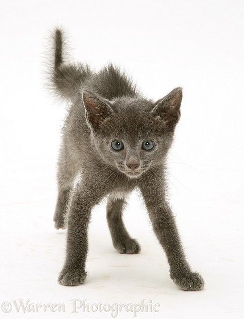 Alarmed blue kitten in defensive posture, white background