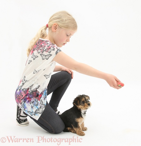 Siena playing with Yorkshire Terrier pup, 7 weeks old, white background