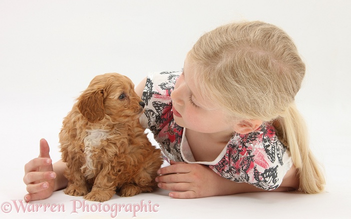 Siena with Cockapoo pup, 7 weeks old, white background