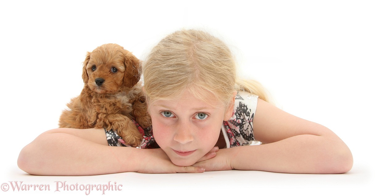 Siena with Cockapoo pup, 7 weeks old, white background