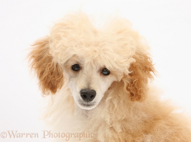 Apricot Toy Poodle, Romeo, 5 months old, white background