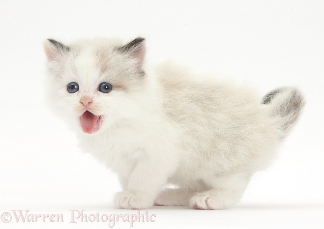 Playful colourpoint kitten coughing, white background