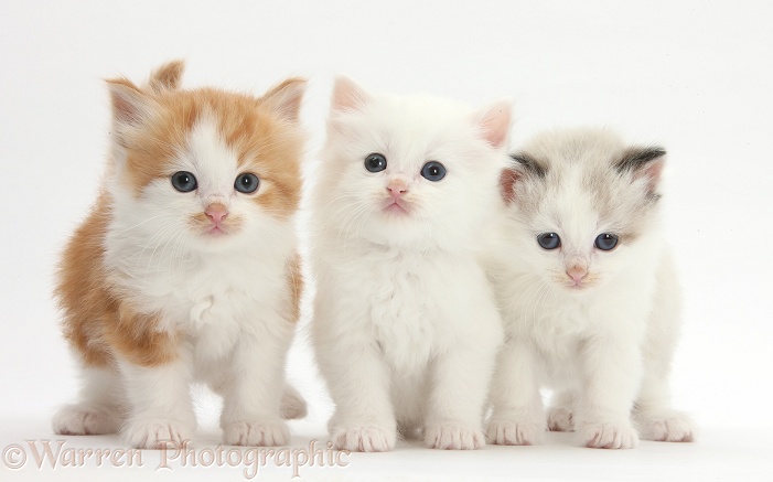 White, colourpoint, and ginger-and-white kittens, white background