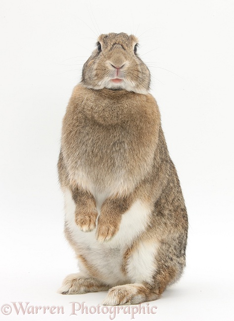 Agouti rabbit standing up in a confrontational manner, white background