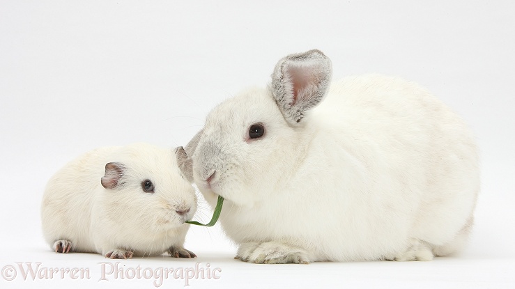 White Guinea pig and white rabbit sharing a blade of grass, white background