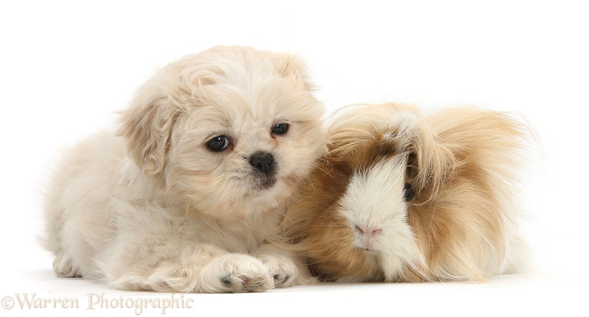 Shih-tzu pup, Lilly, 7 weeks old, with bad-hair-day Guinea pig, white background