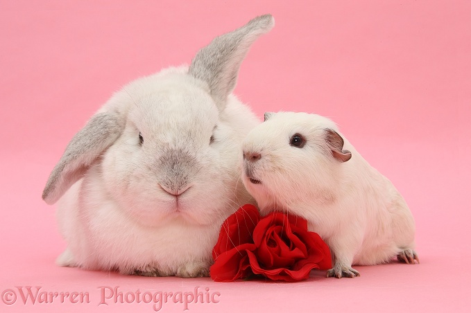 White Guinea pig and white rabbit, on pink background, with a rose