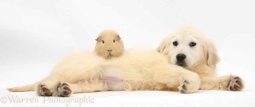 Golden Retriever pup, Daisy, 16 weeks old, and yellow Guinea pig, white background