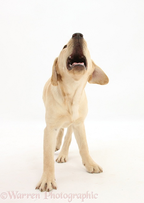Yellow Labrador Retriever pup, 5 months old, barking, white background