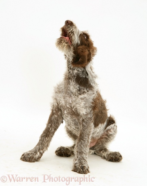Brown Roan Italian Spinone pup howling, white background