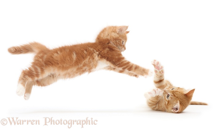 Playful ginger kitten, Butch, 9 weeks old, taking a flying leap at his brother, lying on his back in defence, white background