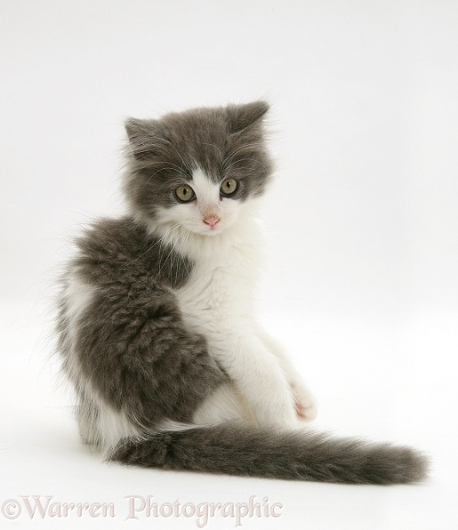 Grey-and-white kitten turning to look over its shoulder, white background