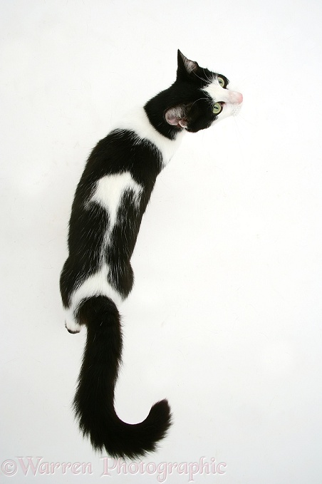 Black-and-white cat walking, viewed from above, white background