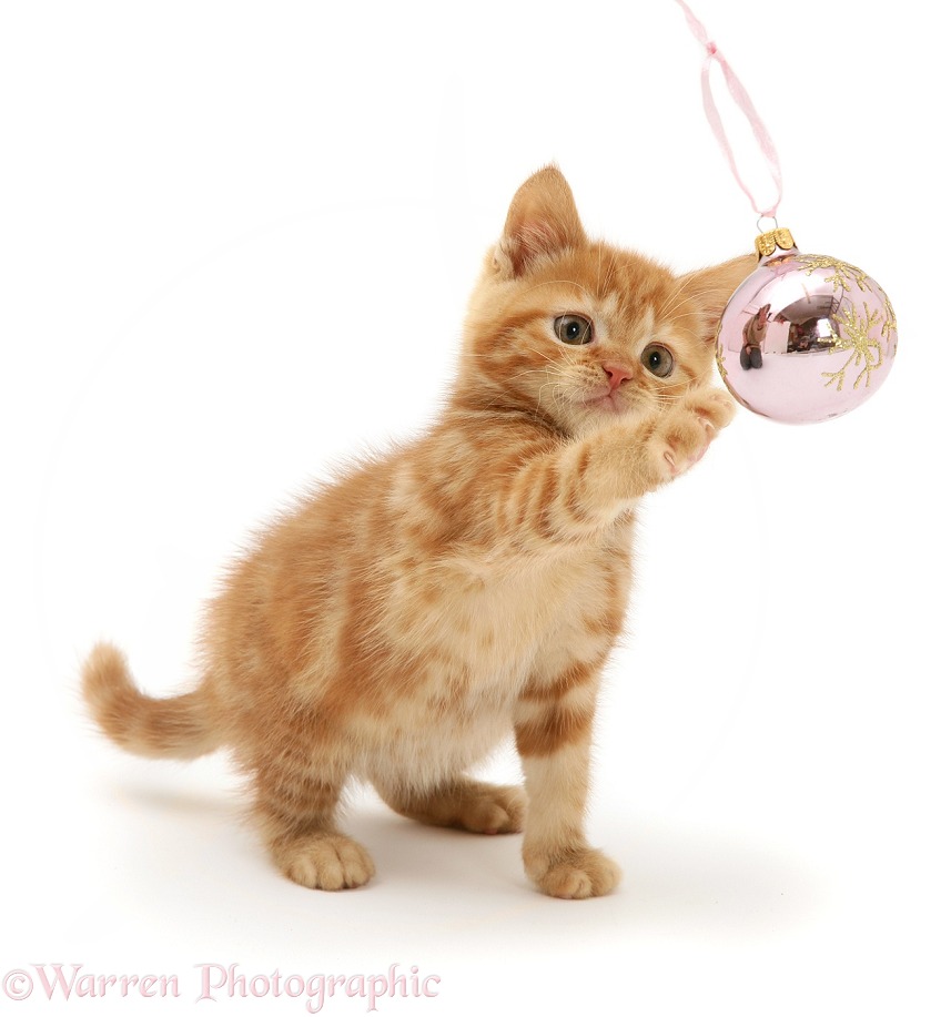 Red tabby kitten playing with a Christmas bauble, white background