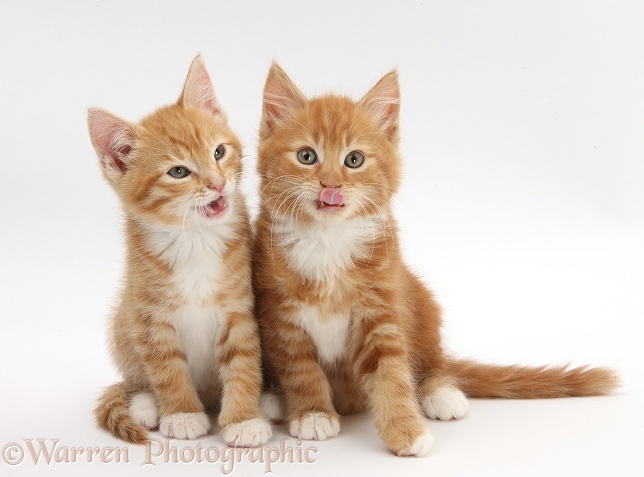 Two ginger kittens, Tom and Butch, 8 weeks old, sitting together, white background