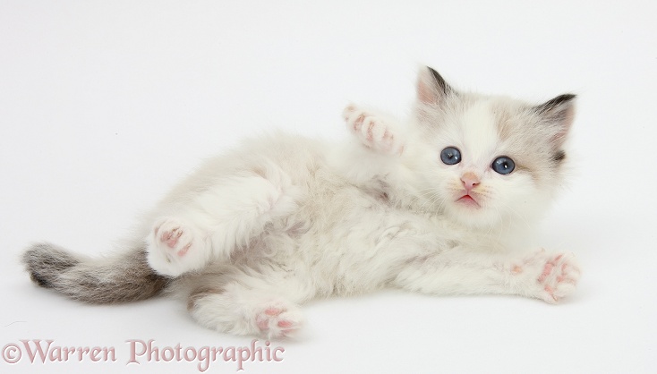 Playful colourpoint kitten rolling over, white background