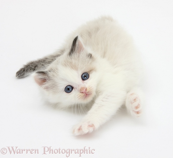 Playful colourpoint kitten, white background