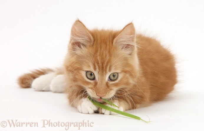 Ginger kitten, Butch, 10 weeks old, eating grass, white background