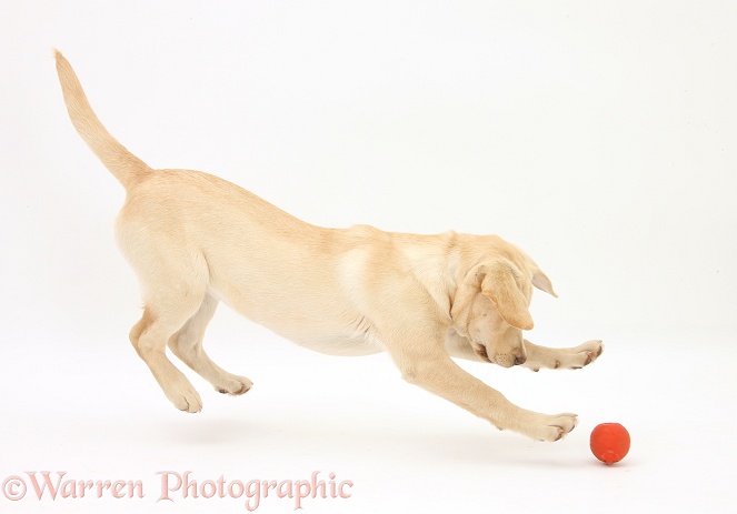 Yellow Labrador pup, 5 months old, chasing a ball, white background