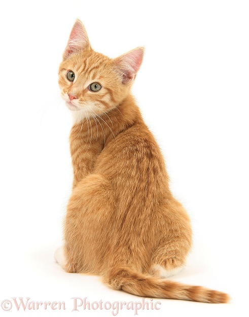 Ginger kitten, Tom, 3 months old, looking over his shoulder, white background