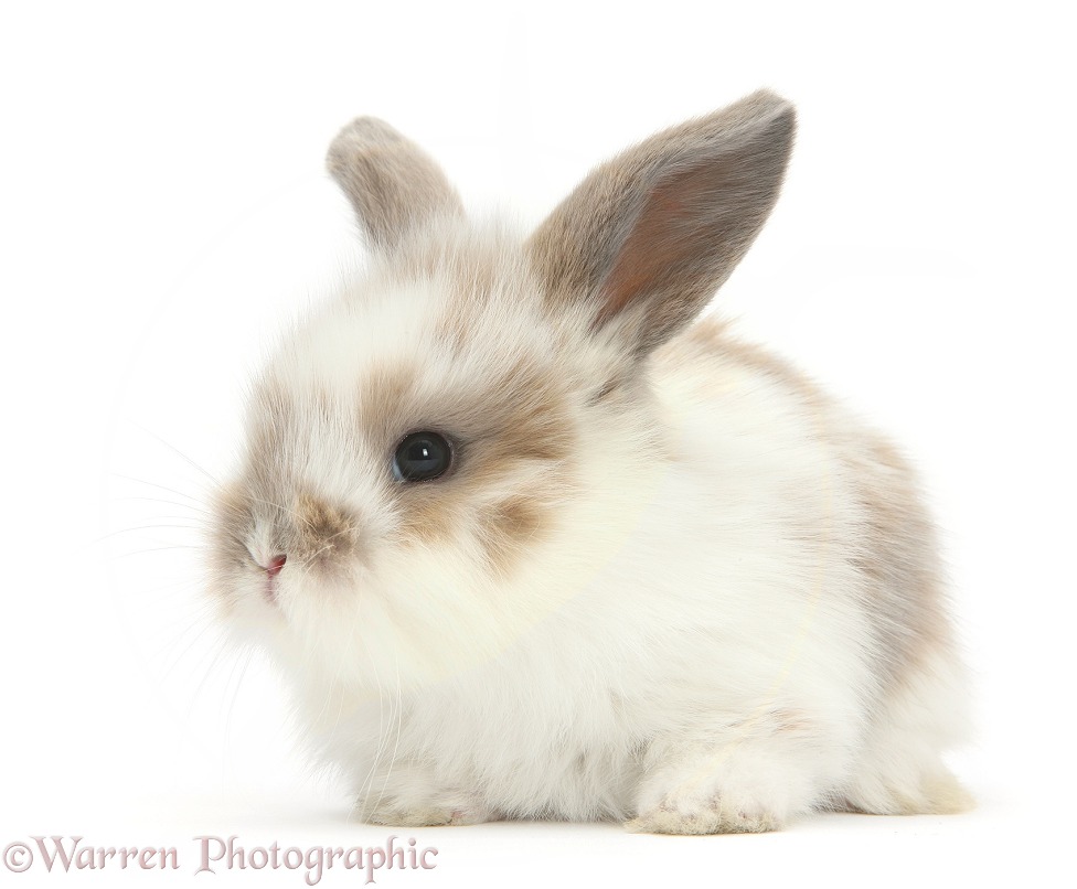 Baby rabbit, white background