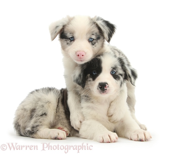 Two cute merle Border Collie pups, white background