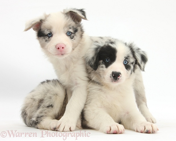 Cute merle Border Collie pups, white background