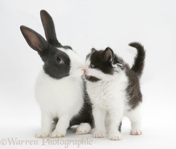 Black-and-white Nancy kitten kissing with blue-grey Dutch rabbit, white background