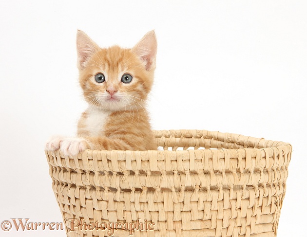 Ginger kitten, Tom, 7 weeks old, hiding in a raffia basket, white background