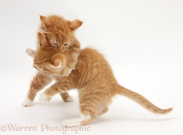 Two ginger kittens, Tom and Butch, 8 weeks old, play-fighting, white background