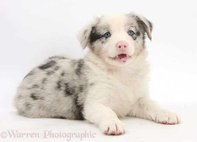 Merle Border Collie puppy, 6 weeks old, lying with head up, white background